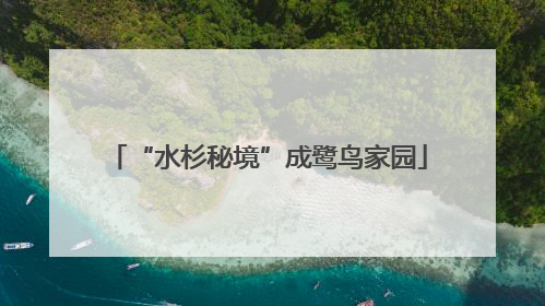 “水杉秘境”成鹭鸟家园