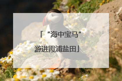 “海中宝马”游进霞浦盐田