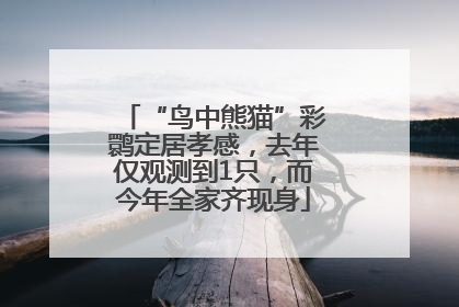 “鸟中熊猫”彩鹮定居孝感，去年仅观测到1只，而今年全家齐现身