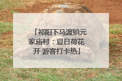 祁阳下马渡镇元家庙村：夏日荷花开 游客打卡热