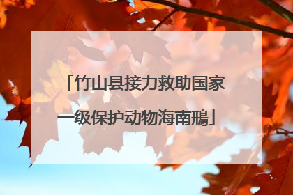 竹山县接力救助国家一级保护动物海南鳽