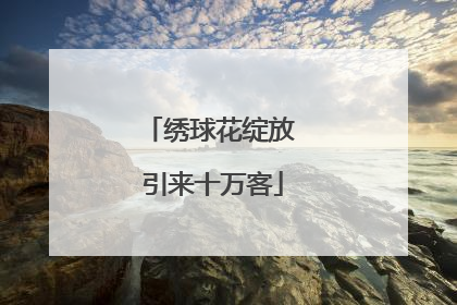 绣球花绽放 引来十万客