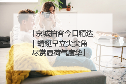 京城拍客今日精选｜蜻蜓早立尖尖角 尽赏夏荷气度华