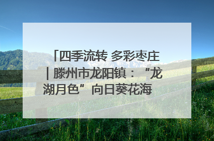 四季流转 多彩枣庄｜滕州市龙阳镇：“龙湖月色”向日葵花海 绘就乡村振兴新画卷