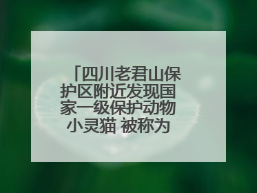 四川老君山保护区附近发现国家一级保护动物小灵猫 被称为“生态试纸”