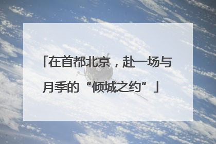 在首都北京，赴一场与月季的“倾城之约”