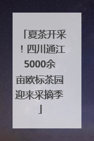 夏茶开采！四川通江5000余亩欧标茶园迎来采摘季