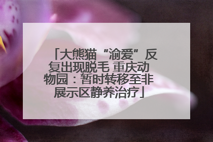 大熊猫“渝爱”反复出现脱毛 重庆动物园：暂时转移至非展示区静养治疗