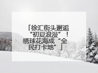 徐汇街头邂逅“初夏浪漫”！绣球花海成“全民打卡地”
