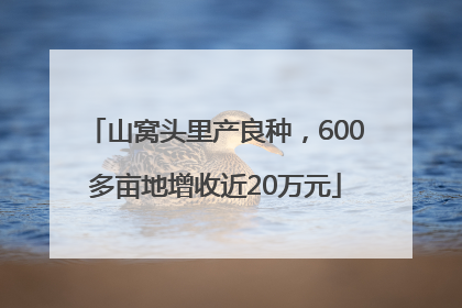 山窝头里产良种，600多亩地增收近20万元