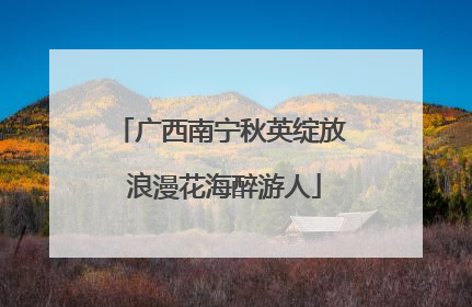广西南宁秋英绽放 浪漫花海醉游人