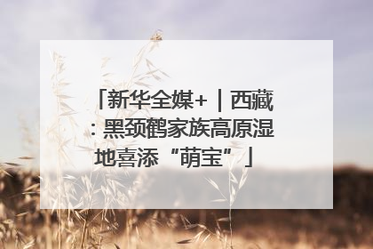 新华全媒+｜西藏：黑颈鹤家族高原湿地喜添“萌宝”