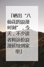 晒出“八仙花的浪漫时刻”，今天，不少读者将这份浪漫延续到家里