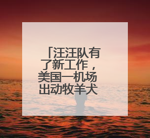 汪汪队有了新工作，美国一机场出动牧羊犬驱鸟