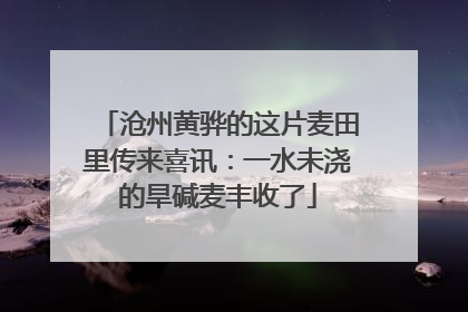沧州黄骅的这片麦田里传来喜讯：一水未浇的旱碱麦丰收了