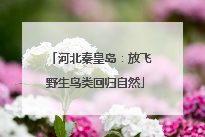 河北秦皇岛：放飞野生鸟类回归自然