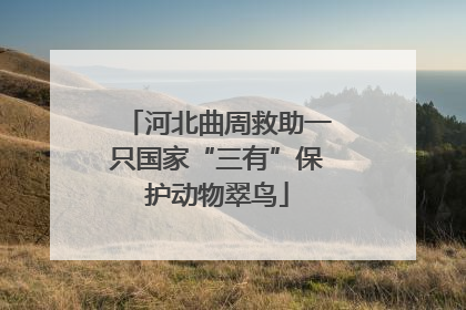 河北曲周救助一只国家“三有”保护动物翠鸟