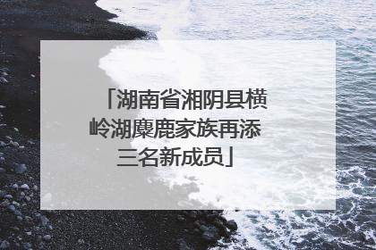 湖南省湘阴县横岭湖麋鹿家族再添三名新成员