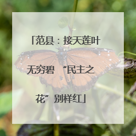 范县：接天莲叶无穷碧 “民主之花”别样红