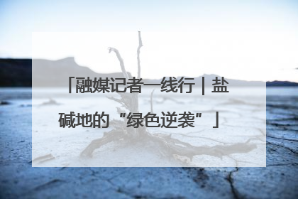 融媒记者一线行｜盐碱地的“绿色逆袭”