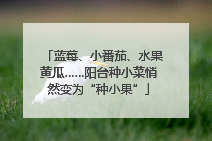 蓝莓、小番茄、水果黄瓜……阳台种小菜悄然变为“种小果”