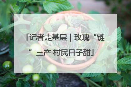 记者走基层｜玫瑰“链”三产 村民日子甜