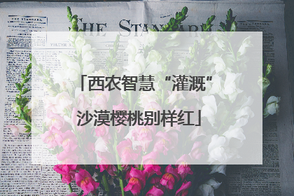 西农智慧“灌溉” 沙漠樱桃别样红