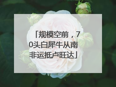 规模空前，70头白犀牛从南非运抵卢旺达