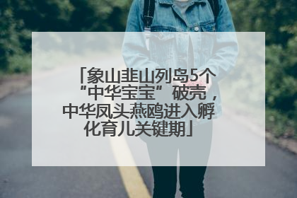 象山韭山列岛5个“中华宝宝”破壳，中华凤头燕鸥进入孵化育儿关键期