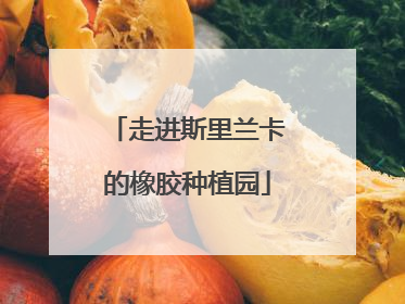 走进斯里兰卡的橡胶种植园