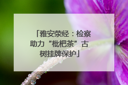 雅安荥经：检察助力“枇杷茶”古树挂牌保护