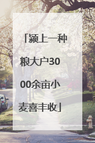 颍上一种粮大户3000余亩小麦喜丰收