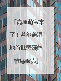高原萌宝来了！若尔盖湿地首批黑颈鹤雏鸟破壳