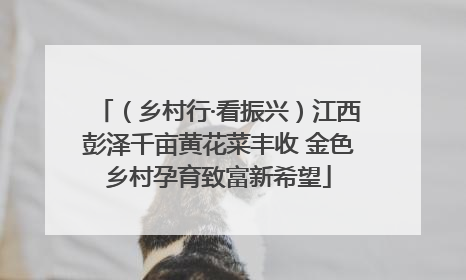 （乡村行·看振兴）江西彭泽千亩黄花菜丰收 金色乡村孕育致富新希望