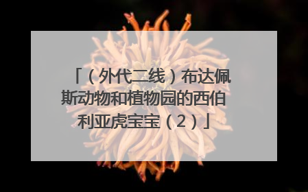 （外代二线）布达佩斯动物和植物园的西伯利亚虎宝宝（2）