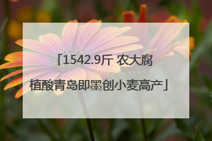 1542.9斤 农大腐植酸青岛即墨创小麦高产